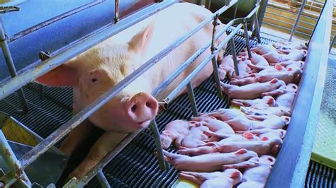 Piglet farm near me - See a newborn piglet up close, learn about new farm technology and see the different stages of a pig’s life. The Pig Adventure ropes course requires a $5 additional cost with admission. See a Baby Pig Up Close. Get the opportunity to see a baby pig up close.